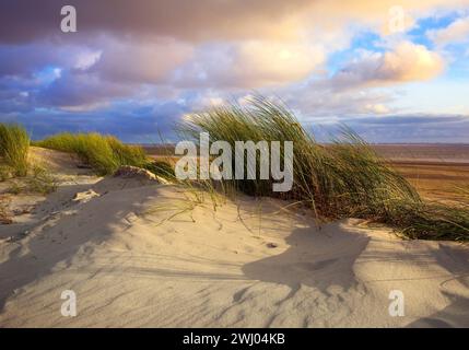 Duenen par la mer, Île Norderney, mer du Nord, Frise orientale, basse-Saxe, Allemagne, Europe Banque D'Images