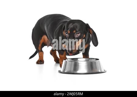 Beau chien de race pure, Teckel mangeant, eau potable isolée sur fond blanc de studio Banque D'Images