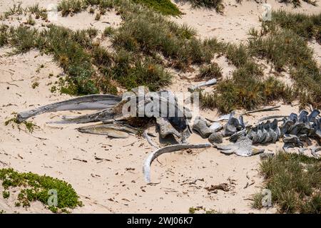 Squelette de baleine sur la plage du parc naturel de Seal Bay, Kangaroo Island, Australie méridionale Banque D'Images