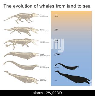 L'évolution des baleines de la terre à la mer Banque D'Images