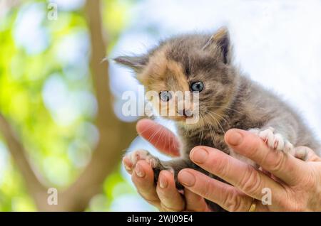 Soins des animaux de compagnie petit chaton avec les yeux bleus dans les paumes de femme ouvertes aga Banque D'Images