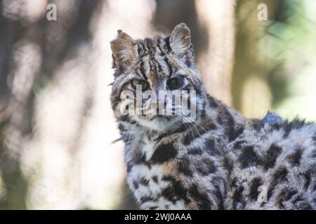 Chat Léopard, Prionailurus Bengalensis, Sikkim, Inde Banque D'Images