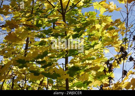 Acer platanoides, érable de Norvège, automne Banque D'Images