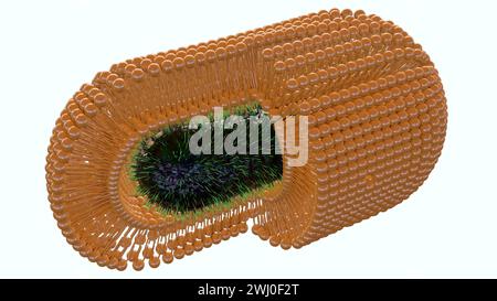 Le rendu 3d des bactéries est recouvert d'une membrane lipidique auto-Assemblée supplémentaire pour améliorer leur survie contre les agressions environnementales. Banque D'Images