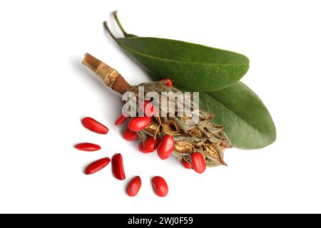 Cône de large Magnolia avec graine rouge et feuilles vertes sur fond blanc Banque D'Images