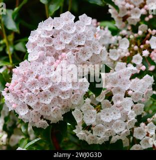 Un gros plan de fleurs roses de Laurel de montagne (Kalmia latifolia) avec floraison dans une forêt luxuriante Banque D'Images