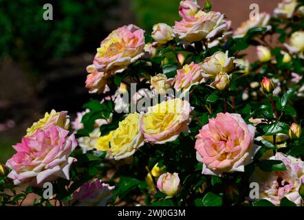 Un magnifique buisson arbuste 'Music Box' avec des roses vibrantes qui fleurissent dans le jardin de fin d'été Banque D'Images