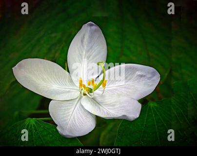 Gros plan d'une bauhinia blanche naine entourée de feuillage vert Banque D'Images