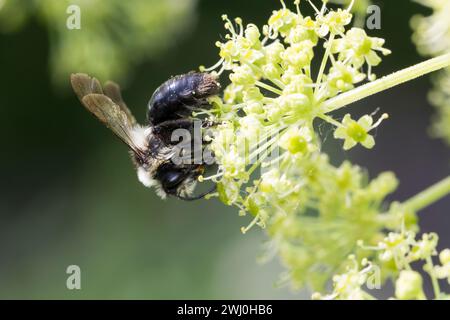 Graue Sandbiene, Aschgraue Sandbiene, Düstere Sandbiene, Grauschwarze Düstersandbiene, Düstersandbiene, Düster-Sandbiene, Sandbiene, Weibchen, Andrena Banque D'Images
