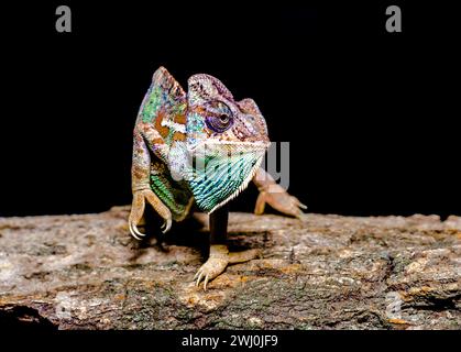 Caméléon femelle du Yémen sur un arbre sur un fond noir Banque D'Images