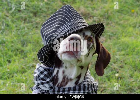 Chien dalmate dans un chapeau rayé et une écharpe à carreaux autour de son cou Banque D'Images