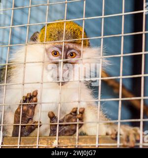 Le singe vert regarde tristement à travers la cage Banque D'Images