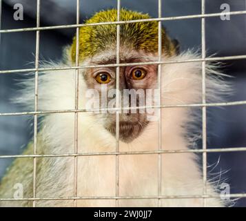 Le singe vert regarde tristement à travers la cage Banque D'Images