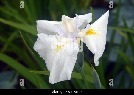 Iris japonais blanc unique (Iris Ensata 'Rowden') fleur cultivée dans une frontière à RHS Garden Harlow Carr, Harrogate, Yorkshire, Angleterre, Royaume-Uni. Banque D'Images