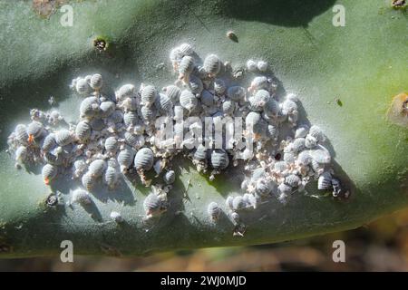 Écaille de cochenille d'Opuntia (Dactylopius coccus) sur la feuille d'une Opunitie (Opuntia), Grande Canarie, Îles Canaries, Espagne. Banque D'Images