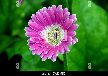 Rose unique Gerbera Garvinea Sweet surprise (Garsurprise) fleur cultivée dans une frontière à RHS Garden Harlow Carr, Harrogate, Yorkshire, Angleterre, Royaume-Uni. Banque D'Images