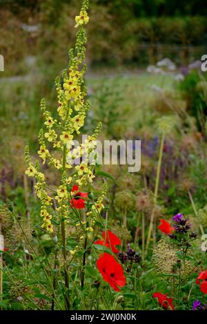 Coquelicots rouges et Verbascum jaune Chaixii 'Nettle Leaved Mullein' dans le jardin de fleurs sauvages à RHS Garden Harlow Carr, Harrogate, Yorkshire, Angleterre, Royaume-Uni. Banque D'Images