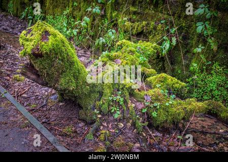 Souche d'arbre couverts de mousse. Banque D'Images