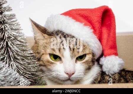 Portrait d'un chat gris dans un chapeau de Noël rouge en gros plan Banque D'Images