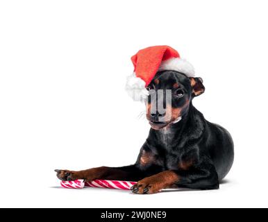 Jeune chiot Pinscher miniature dans un chapeau de Noël rouge avec une canne à sucre Banque D'Images