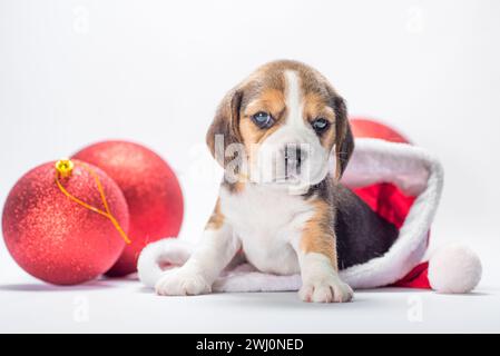 Beagle chiot est assis dans un grand chapeau de Père Noël à côté de deux boules de Noël sur un fond blanc Banque D'Images