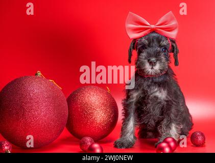 Le petit chiot Schnauzer miniature est doté d'énormes boules de Noël sur fond rouge Banque D'Images