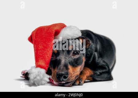 Petit chiot Pinscher miniature dans un chapeau de noël rouge Banque D'Images