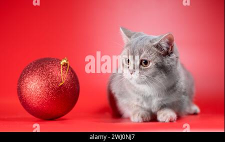 British Shorthair chat regarde un grand ballon de Noël sur un fond rouge Banque D'Images