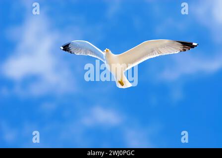 Goéland argenté (Larus argentatus) dans le ciel bleu Banque D'Images
