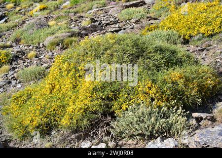 Aulaga morisca ou piorno amarillo (Genista versicolor) est un arbuste endémique à la Sierra Nevada, la Sierra de Baza et la Sierra de Los Filabres. Cette photo était Banque D'Images