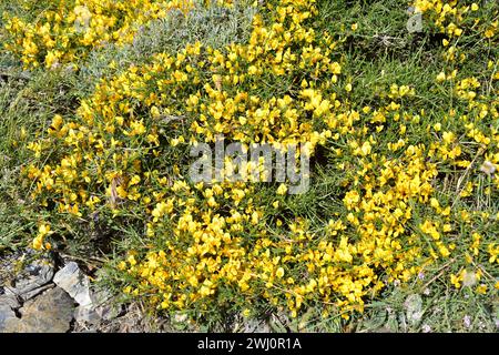 Aulaga morisca ou piorno amarillo (Genista versicolor) est un arbuste endémique à la Sierra Nevada, la Sierra de Baza et la Sierra de Los Filabres. Cette photo était Banque D'Images