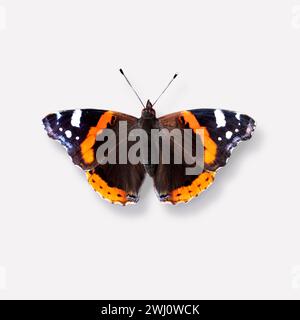 Papillon, l'amiral rouge Banque D'Images