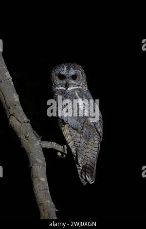 Chouette des bois tachetée, Strix ocellata, réserve de tigres de Panna, Madhya Pradesh, Inde Banque D'Images