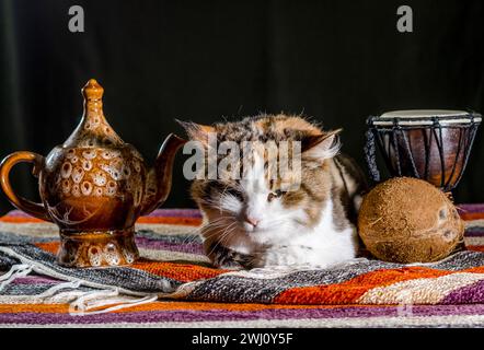 Chat insatisfait avec une bouilloire tambour djembe et noix de coco sur un tapis coloré Banque D'Images