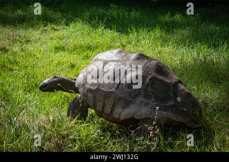 Jonathan la tortue, le plus vieux mammifère vivant, à Plantation House sur l'île atlantique de Sainte-Hélène Banque D'Images