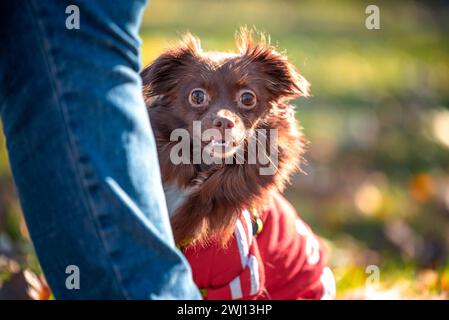 Le chien de Mongrel effrayé regarde derrière la jambe du propriétaire Banque D'Images