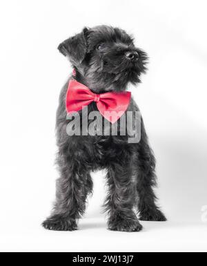 Petit chiot noir race schnauzer miniature avec arc rouge sur un fond blanc gros plan isolé Banque D'Images