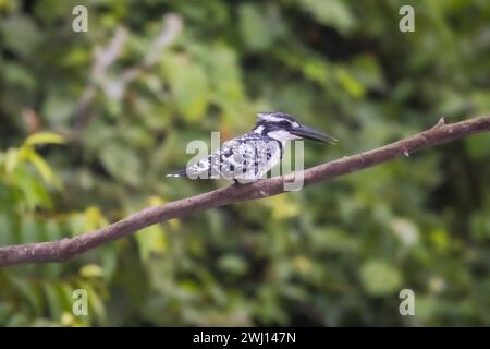 Pied Kingfisher, Ceryle rudis, Bhitarkanika, Odisha, Inde Banque D'Images