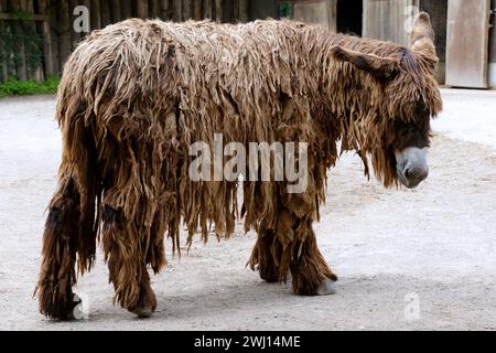 Gros plan d'un âne du Poitou (Equus asinus), France Banque D'Images