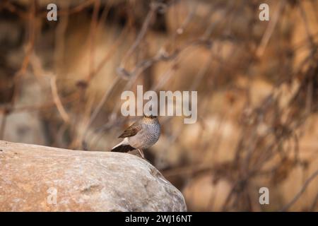Plumbeous Water Redstart, Phoenicurus fuliginosus, femelle, Mangan, Sikkim, Inde Banque D'Images