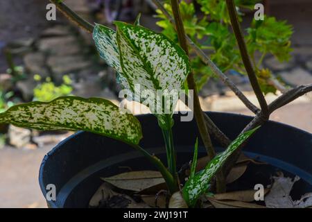 Petite plante en pot succulents par vue de face. Personne. Banque D'Images