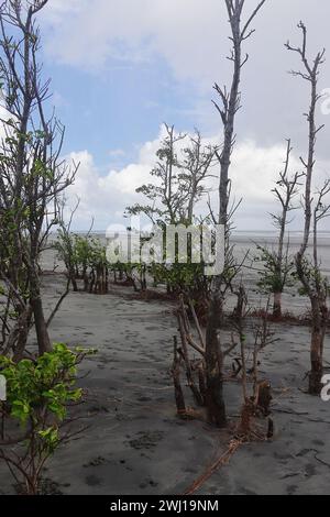 plage de mer de l'île d'henry, belle côte de bakkhali et destination de vacances près de kolkata dans l'ouest du bengale, inde Banque D'Images