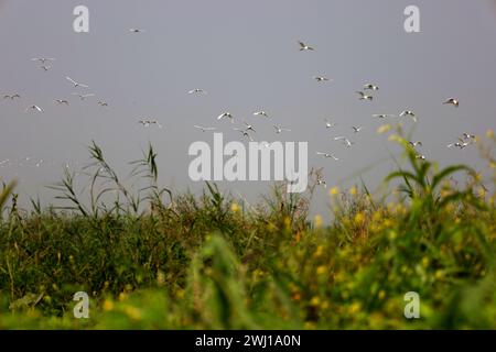 Gazipur Sadar, Gazipur, Bangladesh. 12 février 2024. Un groupe d'oiseaux egretÂ blancs ont trouvé refuge dans un arbre à Belai beel de Gazipur. Bien qu'il s'agisse d'un oiseau bien connu du Bengale, il est actuellement au bord de l'extinction. Cet oiseau disparaît pour diverses raisons, notamment le changement climatique, l'utilisation excessive de pesticides, la déforestation et la chasse. Ils sont vus rester en groupes à Haor, région de Beel pendant l'hiver. (Crédit image : © Syed Mahabubul Kader/ZUMA Press Wire) USAGE ÉDITORIAL SEULEMENT! Non destiné à UN USAGE commercial ! Banque D'Images