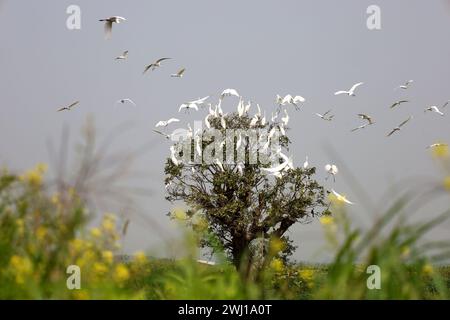 Gazipur Sadar, Gazipur, Bangladesh. 12 février 2024. Un groupe d'oiseaux egretÂ blancs ont trouvé refuge dans un arbre à Belai beel de Gazipur. Bien qu'il s'agisse d'un oiseau bien connu du Bengale, il est actuellement au bord de l'extinction. Cet oiseau disparaît pour diverses raisons, notamment le changement climatique, l'utilisation excessive de pesticides, la déforestation et la chasse. Ils sont vus rester en groupes à Haor, région de Beel pendant l'hiver. (Crédit image : © Syed Mahabubul Kader/ZUMA Press Wire) USAGE ÉDITORIAL SEULEMENT! Non destiné à UN USAGE commercial ! Banque D'Images