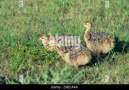 Autruche Struthio camelus couvain de jeunes poussins Banque D'Images