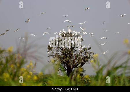 Gazipur Sadar, Gazipur, Bangladesh. 12 février 2024. Un groupe d'oiseaux egretÂ blancs ont trouvé refuge dans un arbre à Belai beel de Gazipur. Bien qu'il s'agisse d'un oiseau bien connu du Bengale, il est actuellement au bord de l'extinction. Cet oiseau disparaît pour diverses raisons, notamment le changement climatique, l'utilisation excessive de pesticides, la déforestation et la chasse. Ils sont vus rester en groupes à Haor, région de Beel pendant l'hiver. (Crédit image : © Syed Mahabubul Kader/ZUMA Press Wire) USAGE ÉDITORIAL SEULEMENT! Non destiné à UN USAGE commercial ! Banque D'Images