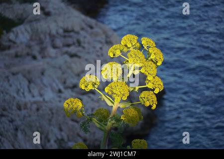 Fleurs d'un fenouil géant, ou Ferula communis, plante sauvage en Attique, Grèce Banque D'Images