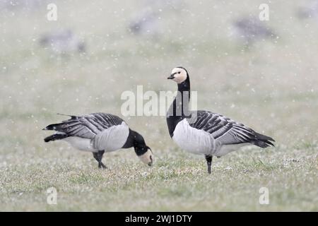 Nonnengänse / Weißwangengänse Branta leucopsis , Trupp im Winter, auf einer Weide während eines Schneeschauers BEI derNahunrgssuche , eine schaut sich um , sichert die Umgebung, Wildlife, heimische Tierwelt, Europa. *** Barnacle Oies Branta leucopsis , troupeau en hiver, se nourrissant d'un pâturage pendant la pluie de neige, on observe autour, la faune, l'Europe. Nordrhein-Westfalen Deutschland, Westeuropa Banque D'Images