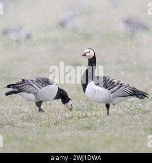 Nonnengänse / Weißwangengänse Branta leucopsis , Trupp im Winter, auf einer Weide während eines Schneeschauers BEI derNahunrgssuche , eine schaut sich um , sichert die Umgebung, Wildlife, heimische Tierwelt, Europa. *** Barnacle Oies Branta leucopsis , troupeau en hiver, se nourrissant d'un pâturage pendant la pluie de neige, on observe autour, la faune, l'Europe. Nordrhein-Westfalen Deutschland, Westeuropa Banque D'Images