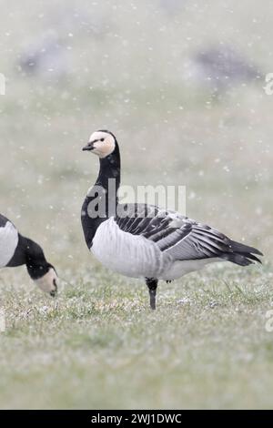 Nonnengänse / Weißwangengänse Branta leucopsis , Trupp im Winter, auf einer Weide während eines Schneeschauers BEI derNahunrgssuche , eine schaut sich um , sichert die Umgebung, Wildlife, heimische Tierwelt, Europa. *** Barnacle Oies Branta leucopsis , troupeau en hiver, se nourrissant d'un pâturage pendant la pluie de neige, on observe autour, la faune, l'Europe. Nordrhein-Westfalen Deutschland, Westeuropa Banque D'Images